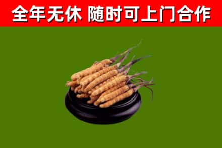 肃北回收冬虫夏草