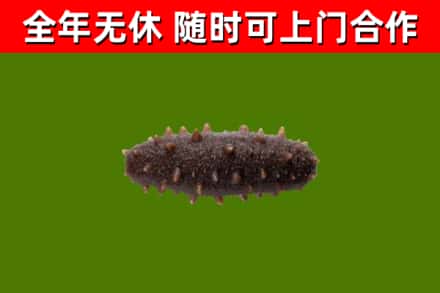 肃北回收海参干